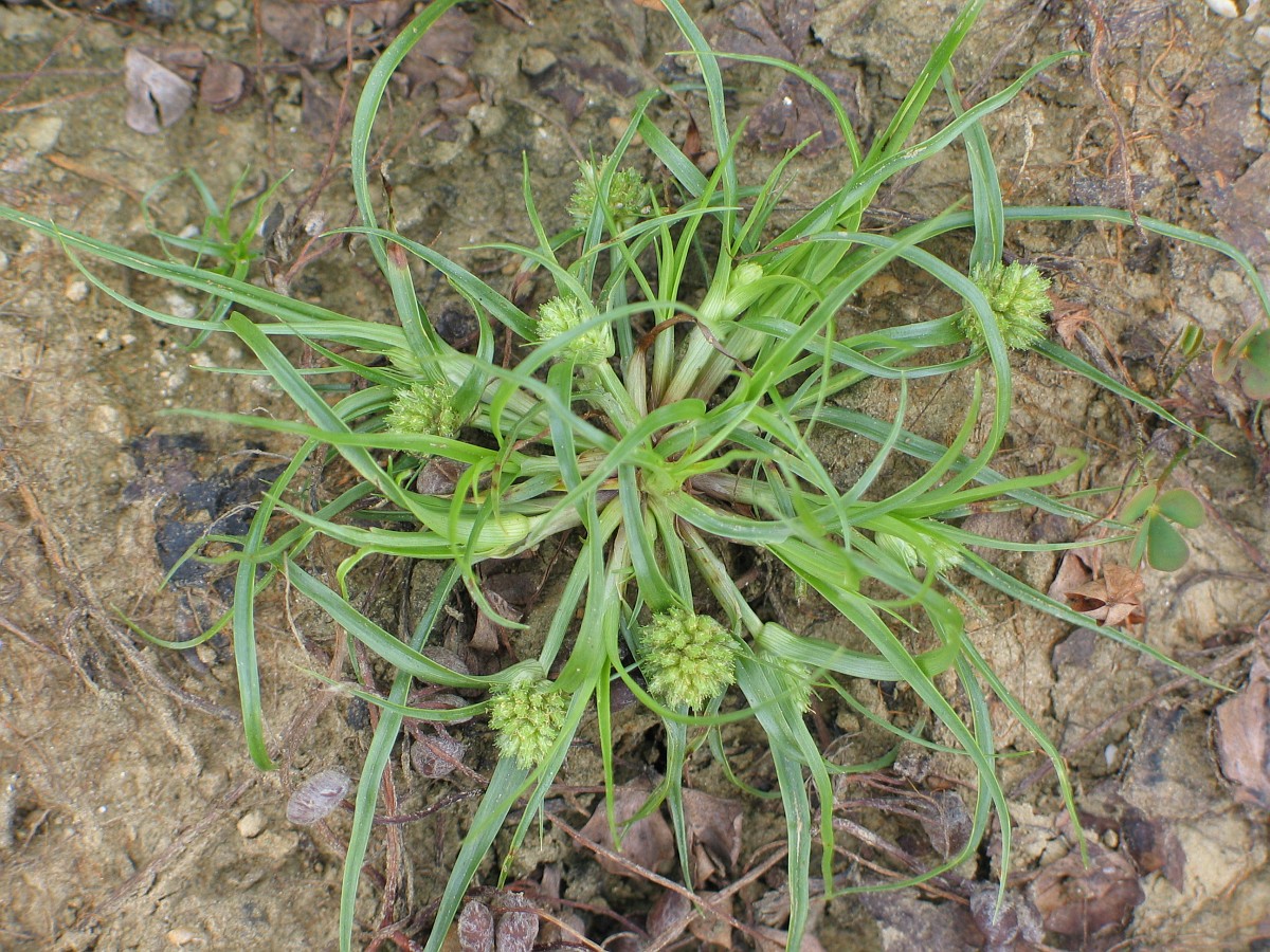 Cyperus michelianus (l.) delile.